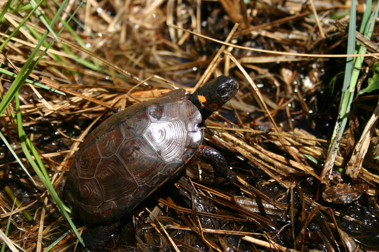 Bog Turtle   Kristen Travis